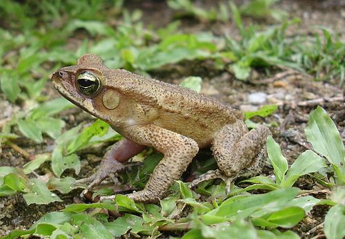 Rhinella abei